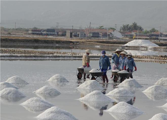 Ruộng muối trắng xóa bên vịnh Vân Phong